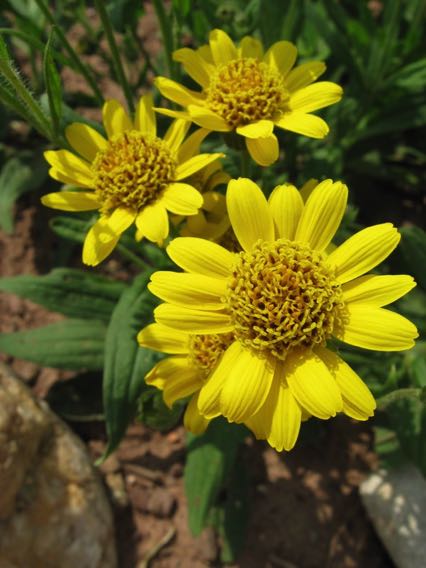 Arnica
