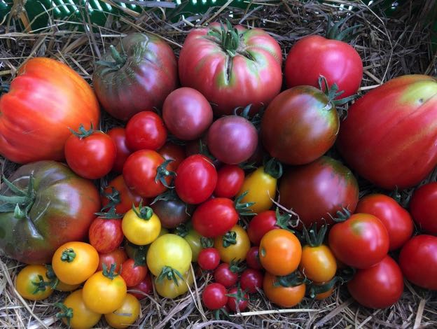 Tomatenvielfalt
