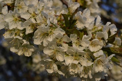 Kirschblüte